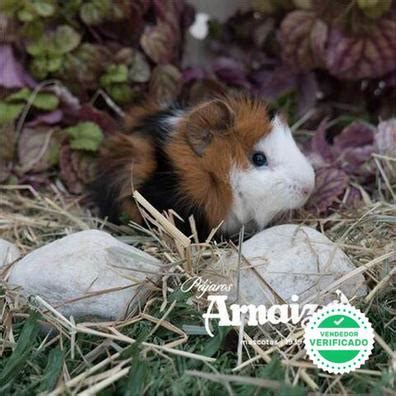 Regalo cobayas PenalbaWeb.com