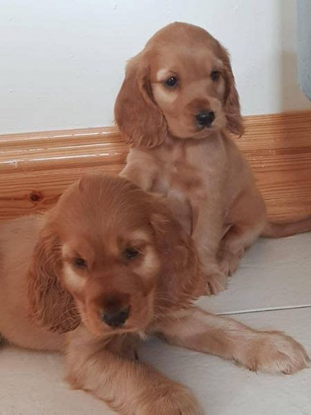 Regalo cocker spaniel PenalbaWeb.com