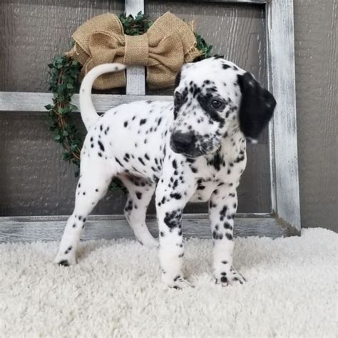 Regalo dalmata PenalbaWeb.com