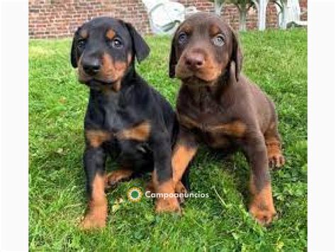 Regalo doberman PenalbaWeb.com