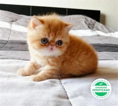 Regalo gatitos exoticos PenalbaWeb.com