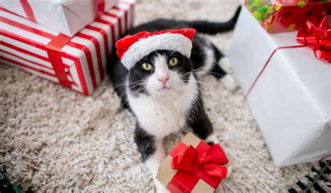 Regalo gatos PenalbaWeb.com