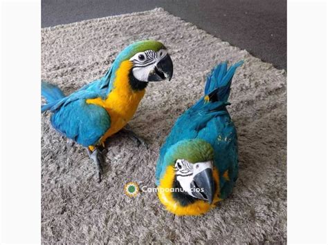 Regalo guacamayo PenalbaWeb.com