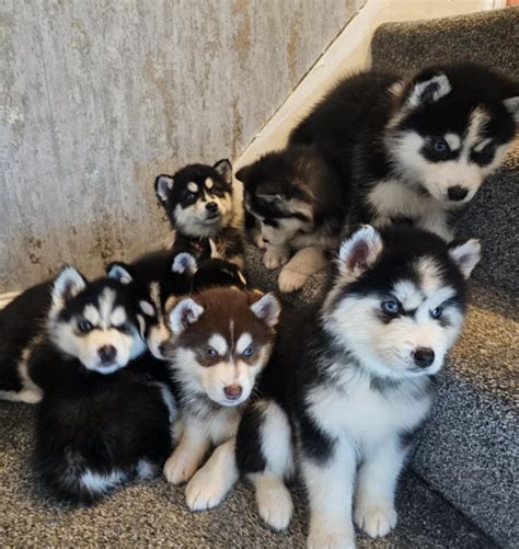Regalo husky PenalbaWeb.com