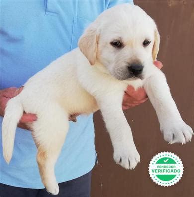 Regalo labrador cachorro PenalbaWeb.com