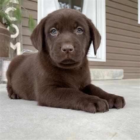 Regalo labrador PenalbaWeb.com