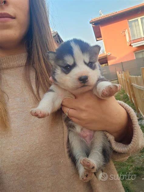 Regalo malamute PenalbaWeb.com