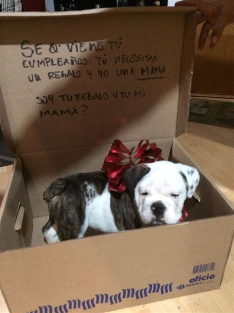 Regalo mi perro PenalbaWeb.com