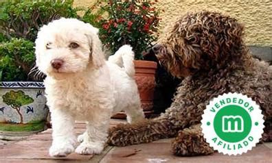 Regalo perro agua PenalbaWeb.com