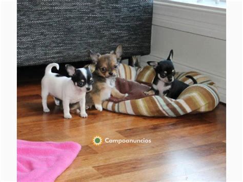 Regalo perro chihuahua PenalbaWeb.com