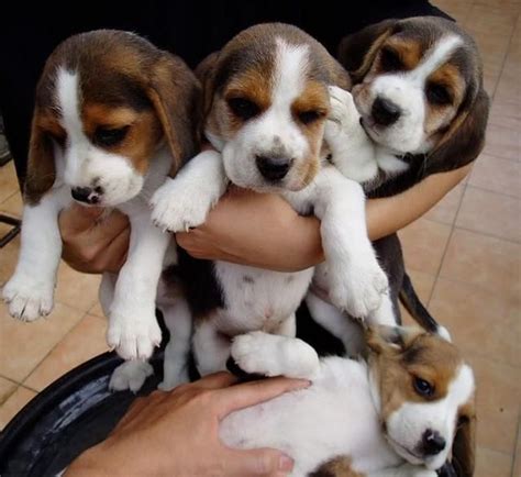Regalo perros beagle PenalbaWeb.com