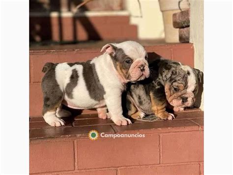 Regalo perros bulldog PenalbaWeb.com