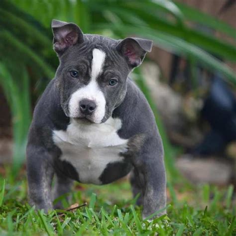 Regalo perros pitbull PenalbaWeb.com