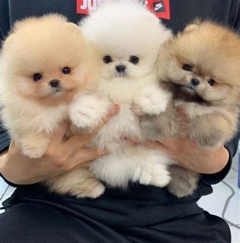 Regalo pomerania pequeno PenalbaWeb.com