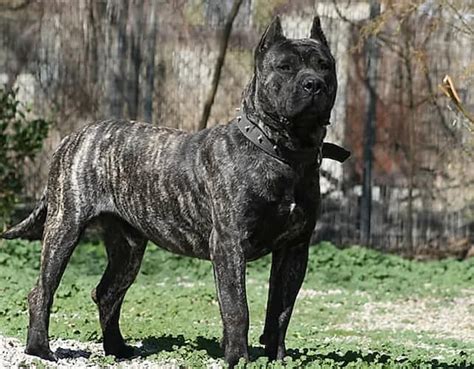 Regalo presa canario PenalbaWeb.com