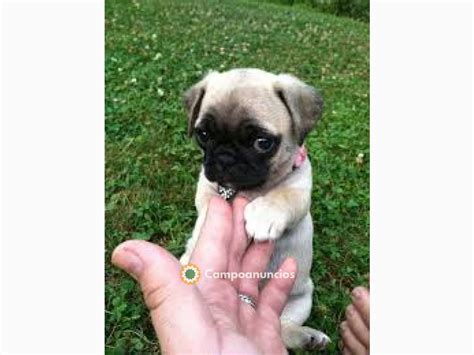 Regalo pug PenalbaWeb.com