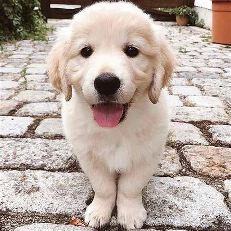 Regalo retriever PenalbaWeb.com