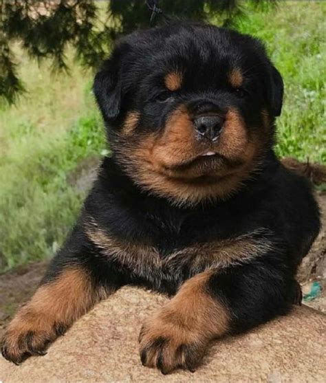 Regalo rottweiler PenalbaWeb.com