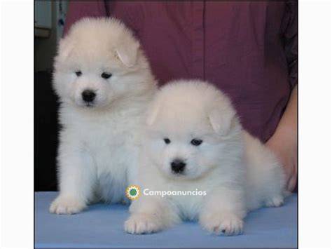 Regalo samoyedo PenalbaWeb.com