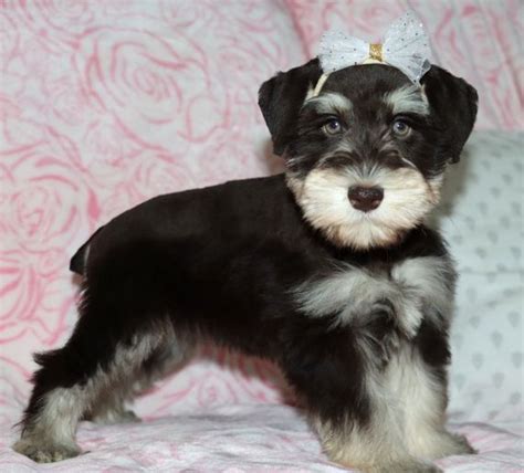 Regalo schnauzer PenalbaWeb.com