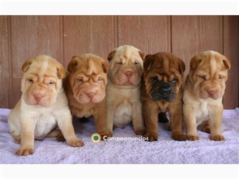 Regalo shar pei PenalbaWeb.com