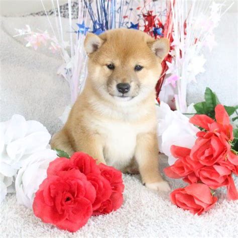 Regalo shiba inu PenalbaWeb.com