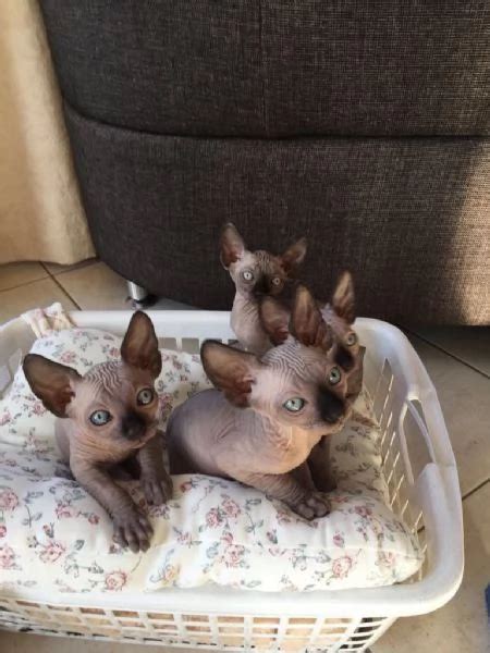 Regalo sphynx PenalbaWeb.com