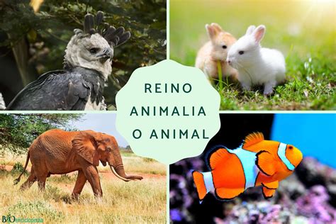 Reino animal PenalbaWeb.com