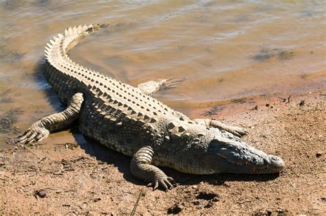 Reptiles PenalbaWeb.com