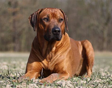 Rhodesian ridgeback PenalbaWeb.com
