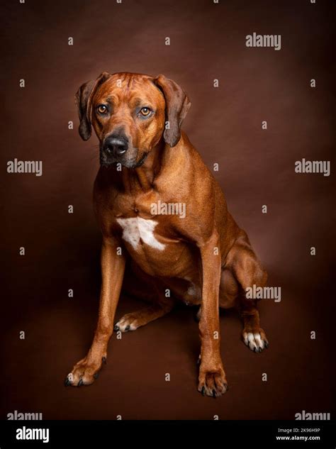 Ridgeback PenalbaWeb.com