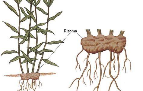Rizoma PenalbaWeb.com