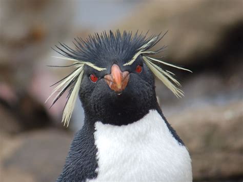 Rockhopper PenalbaWeb.com