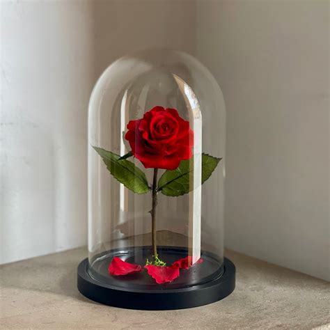 Rosa encantada de la bella y la bestia PenalbaWeb.com