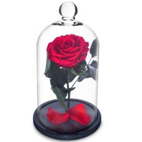 Rosa encantada PenalbaWeb.com