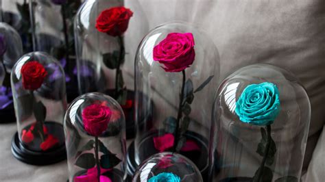 Rosa eterna PenalbaWeb.com