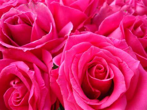 Rosa fucsia PenalbaWeb.com