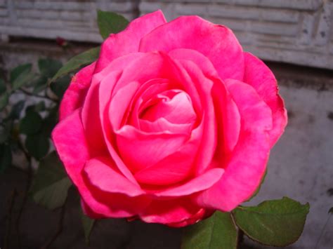 Rosa fuxia PenalbaWeb.com