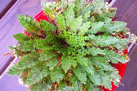 Rosa de jerico PenalbaWeb.com