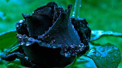 Rosa negra PenalbaWeb.com