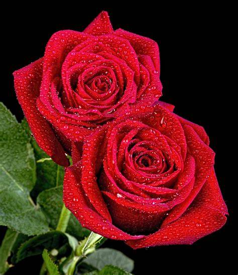 Rosas as imagenes PenalbaWeb.com