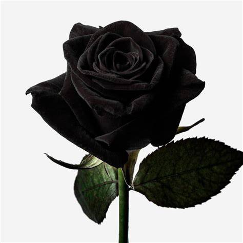 Rosas negras PenalbaWeb.com