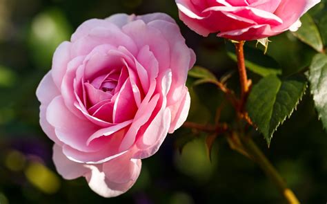 Rosas rosa PenalbaWeb.com
