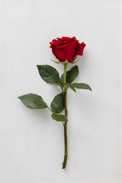 Rose one PenalbaWeb.com