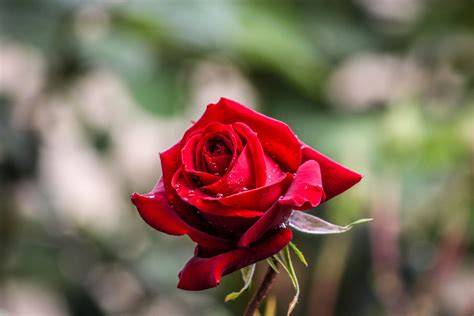 Tous rose PenalbaWeb.com