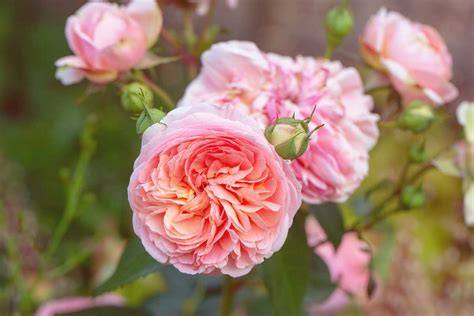 Roses PenalbaWeb.com