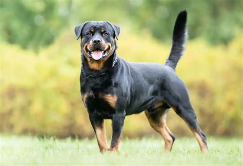 Rottweiler PenalbaWeb.com