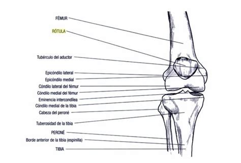 Rotula PenalbaWeb.com