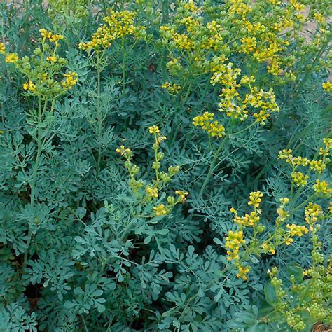 Ruda planta PenalbaWeb.com