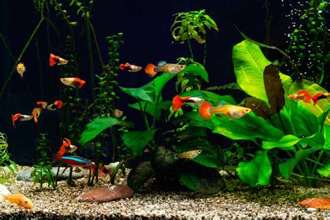 S de acuarios PenalbaWeb.com